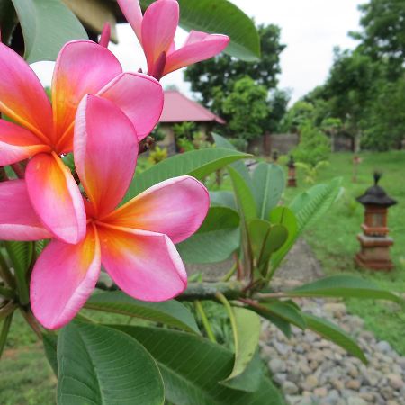 Отель Tegal Sari, Pemuteran- North Bali Экстерьер фото