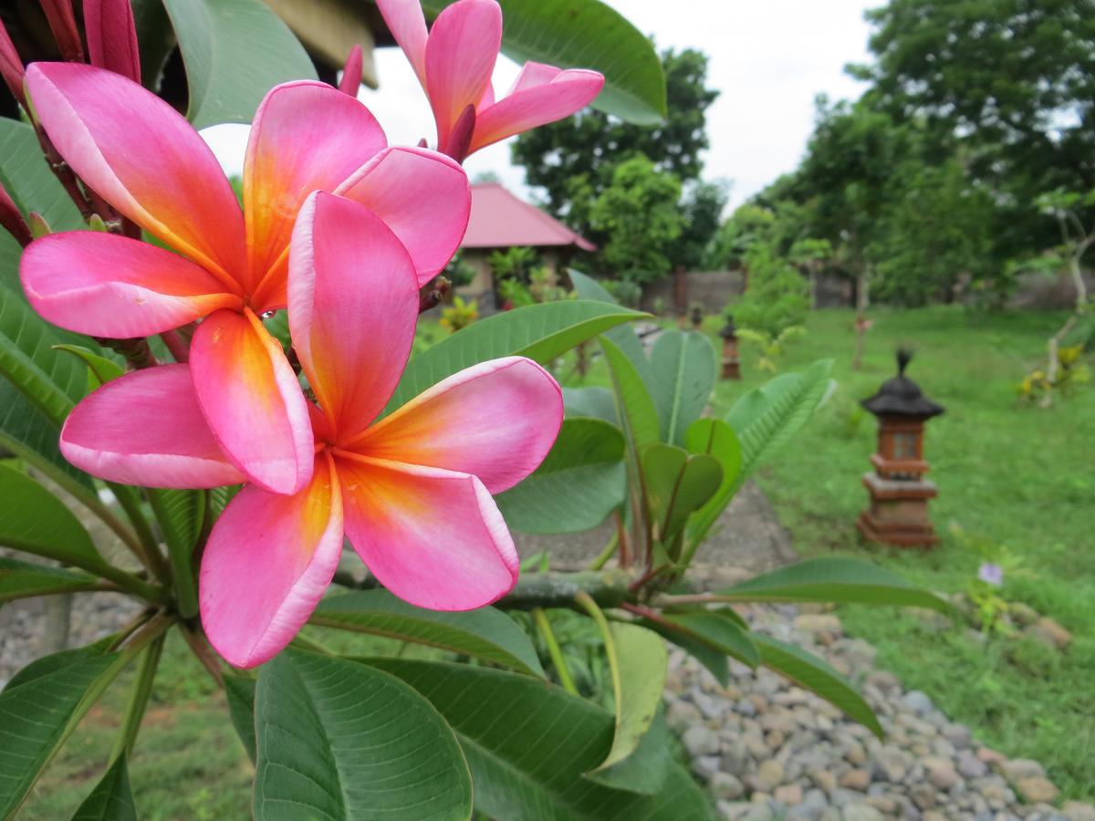 Отель Tegal Sari, Pemuteran- North Bali Экстерьер фото